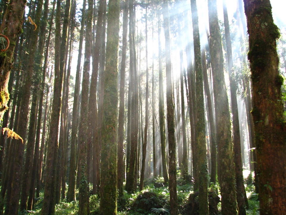 阿里山沿森林鐵路漫山遍谷林木鬱成奇觀勝景（Photo Credit: POHAN CHEN@Flickr, License: CC BY 2.0，圖片來源：https://www.flickr.com/photos/59154109@N00/3197551201）