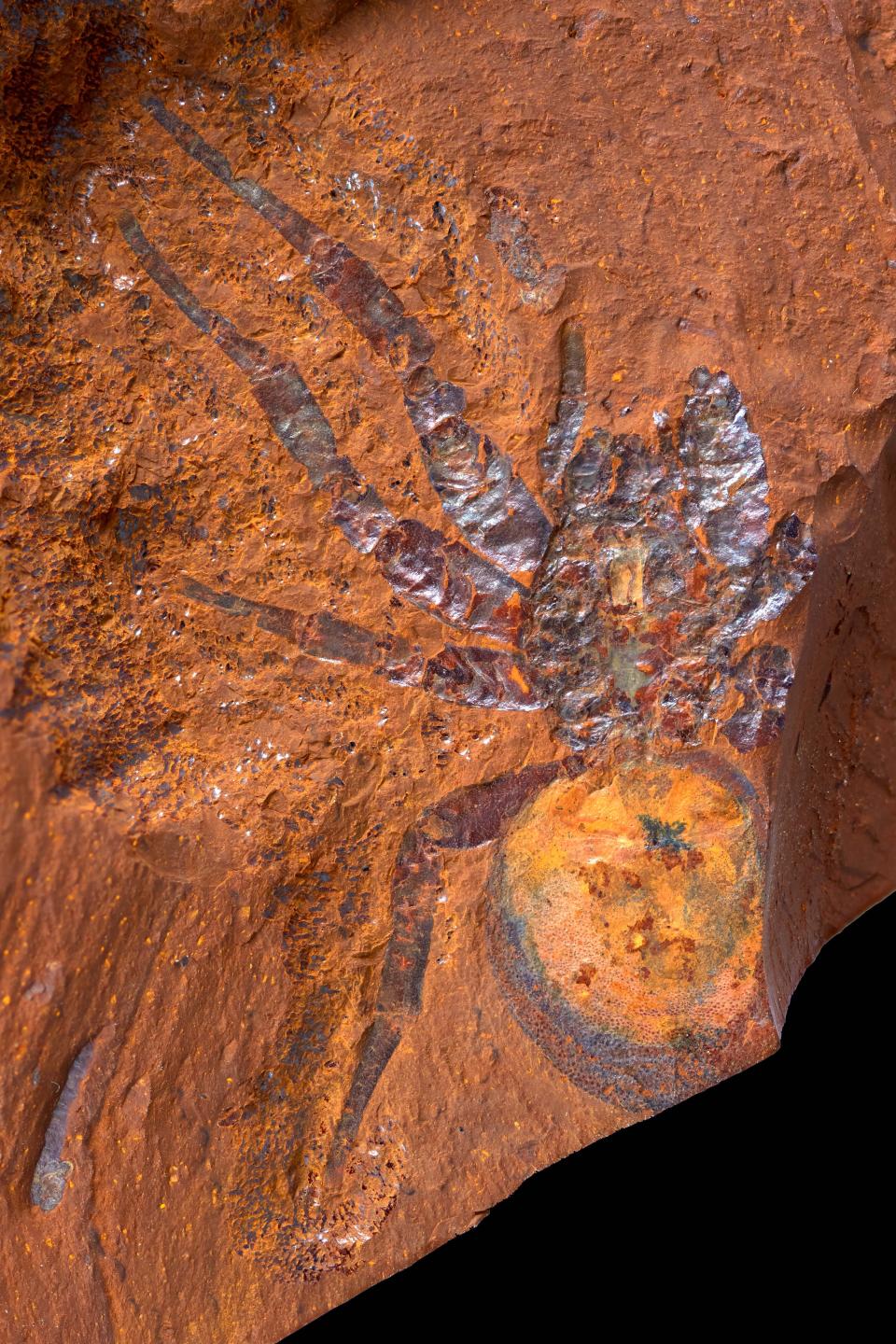 An image of the Megamonodontium mccluskyi spider fossil Australian scientists discovered on Wednesday, Sept. 20, 2023 at a research site in New South Wales.