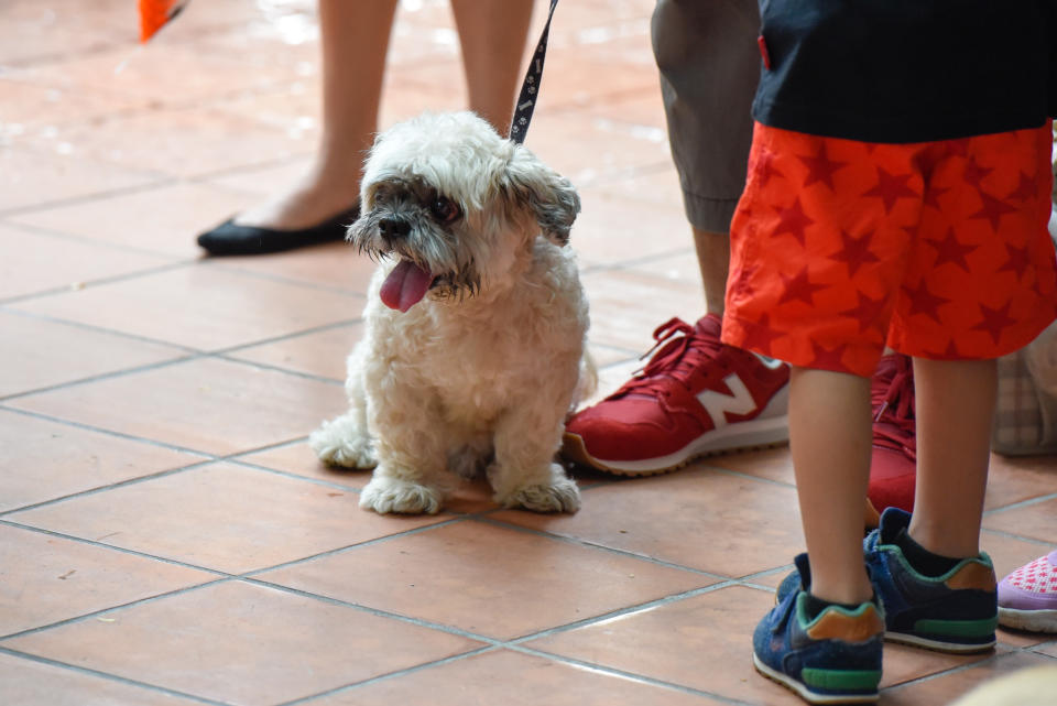 <p>Dogs at Howlloween at the Grand Copthorne Waterfront Hotel. (Photo: Bryan Huang/Yahoo Lifestyle Singapore)</p>