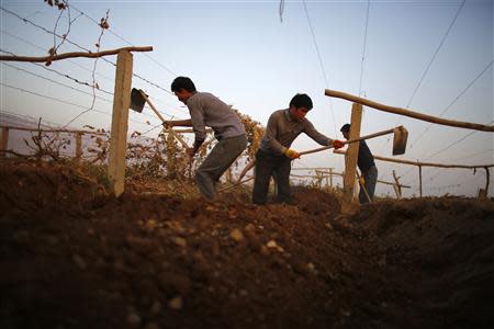 Ethnic Uighur men work at a farming area near Lukqun town, in Xinjiang province in this October 30, 2013 file photo. REUTERS/Carlos Barria/Files