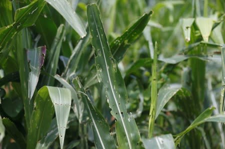 A maize field destroyed by Fall Army Worm is seen at Pak Chong district in Thailand