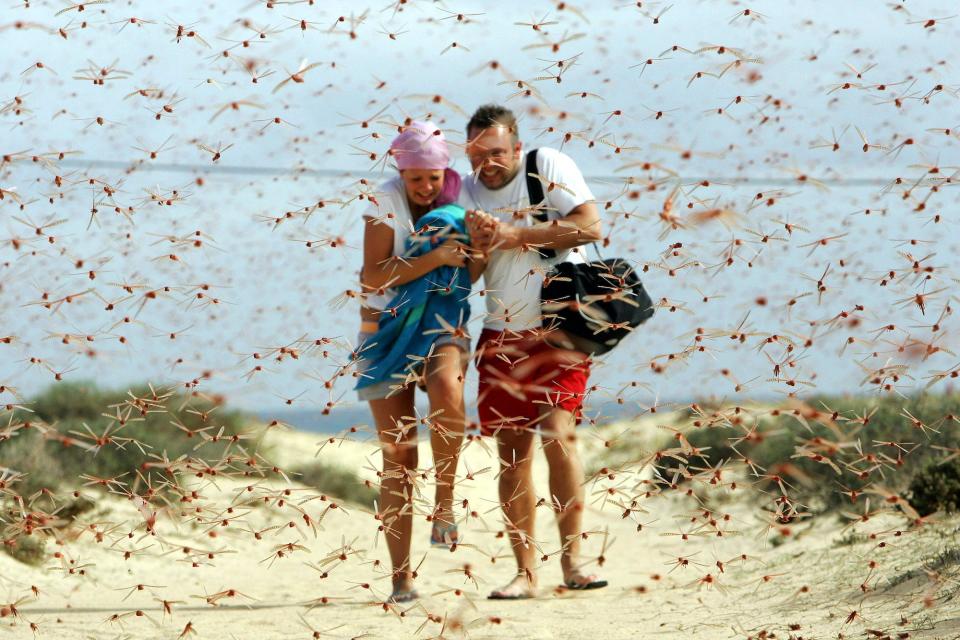 Locust swarm in canary islands.JPG