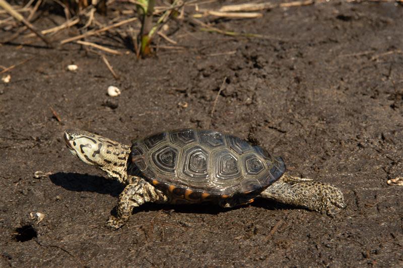 Diamond terrapins are small turtles found along the N.C. coast, preferring marshes and brackish waters to live and breed.