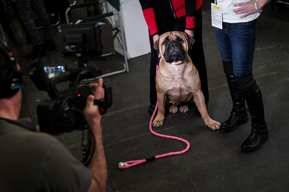 A bullmastiff sits as its owner is interviewed