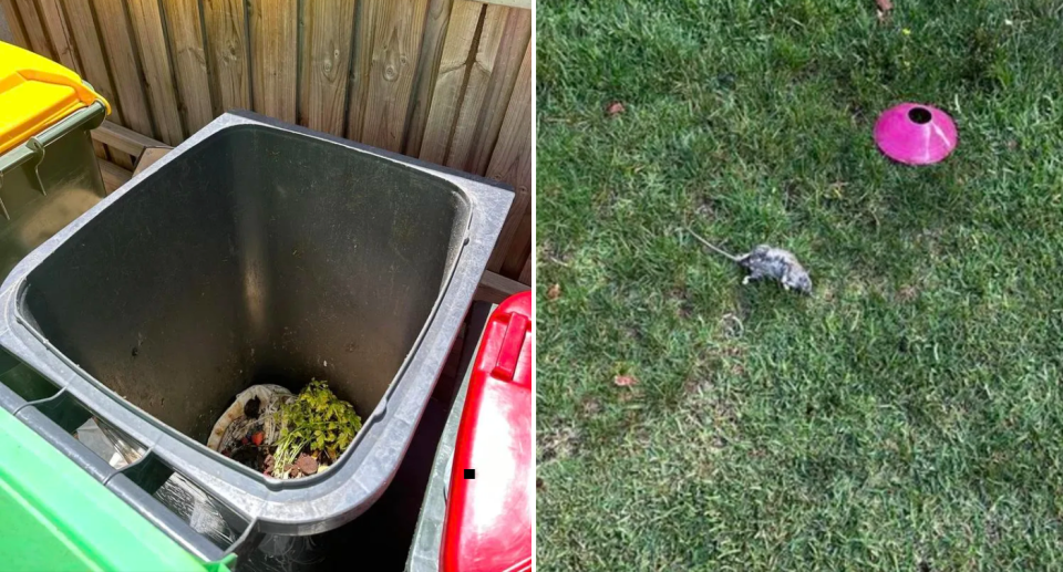 Left image of an open FOGO bin with food scraps inside. Right image of a dead rat found near the bin.