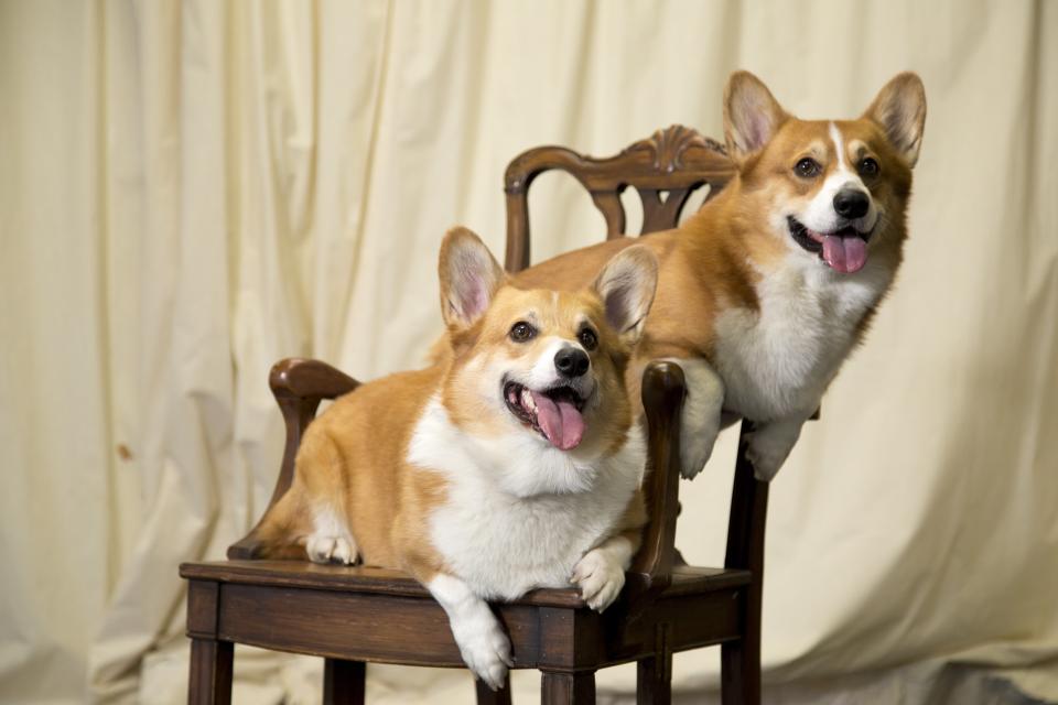 Dos de los corgi de la Reina Isabel II (Carlos Osorio/Toronto Star via Getty Images)