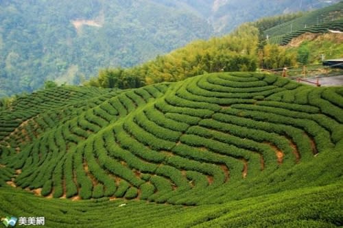 南投》喝茶向前衝!! 2011南投世界茶業博覽會 來個不一樣茶香之旅