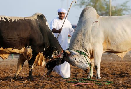 A man tries to stop two bulls from locking horns during a bullfight in the eastern emirate of Fujairah October 17, 2014. REUTERS/Ahmed Jadallah