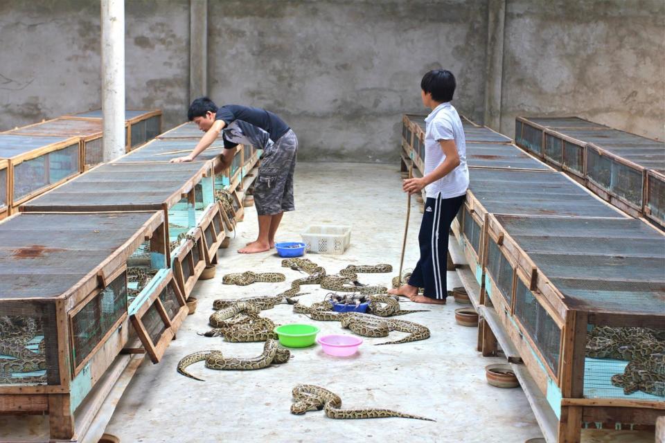 PHOTO: Scientists observed python farms in Thailand and Vietnam over a 12-month period to determine whether snake meat would be a more sustainable source of meat. (People for Wildlife)