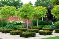 <p> Looking to add something a little different to your garden? A display like this is bound to turn heads. </p> <p> The 'Nana' variety of Indian bean trees (Catalpa bignonioides nana) is a more compact version than its larger counterparts, and looks stunning arranged in a paved space. Surrounded by neatly-clipped evergreens, the scene has a sculptural vibe – a great way to liven up a quiet corner. </p> <p> You could swap out the trees depending on your style – how about some blossoming fruit trees, or vibrant acers?  </p>