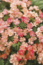 This undated photo provided by Proven Winners shows Suberbena Peachy Keen verbena flowers. Nurseries and garden centers are expected to stock a plethora of similarly colored plants now that Pantone has named Peach Fuzz as its 2024 color of the year. (Proven Winners via AP)