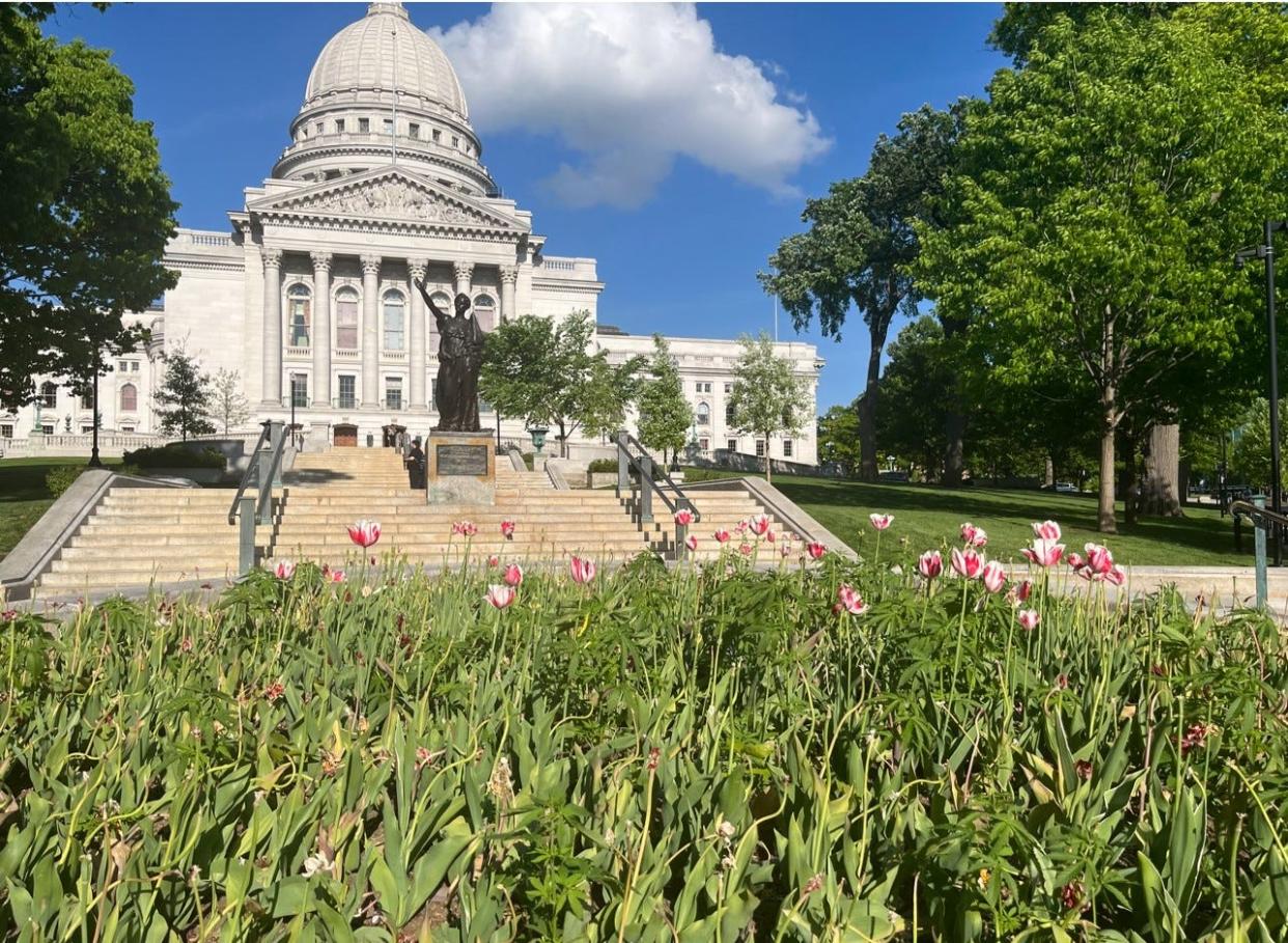 Cannabis plants were found in a tulip bed near the west entrance of the Wisconsin State Capitol. Capitol workers removed the plants after discovering them.