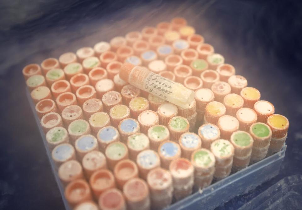 Fibroblast cells of a black-footed ferret, which are used for cloning are shown at the Frozen Zoo