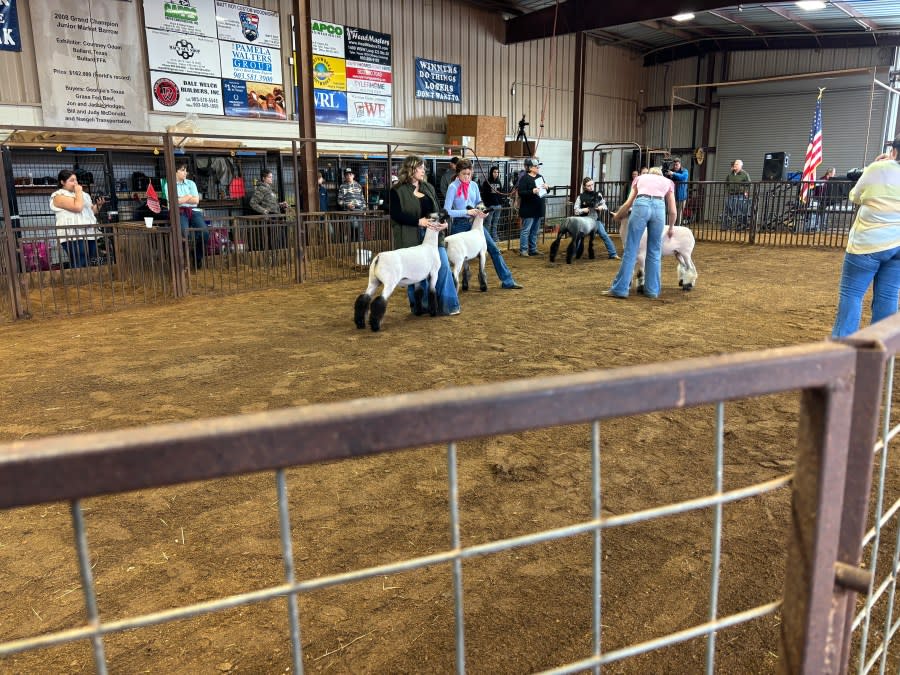 Pictures from the Smith County Youth Expo