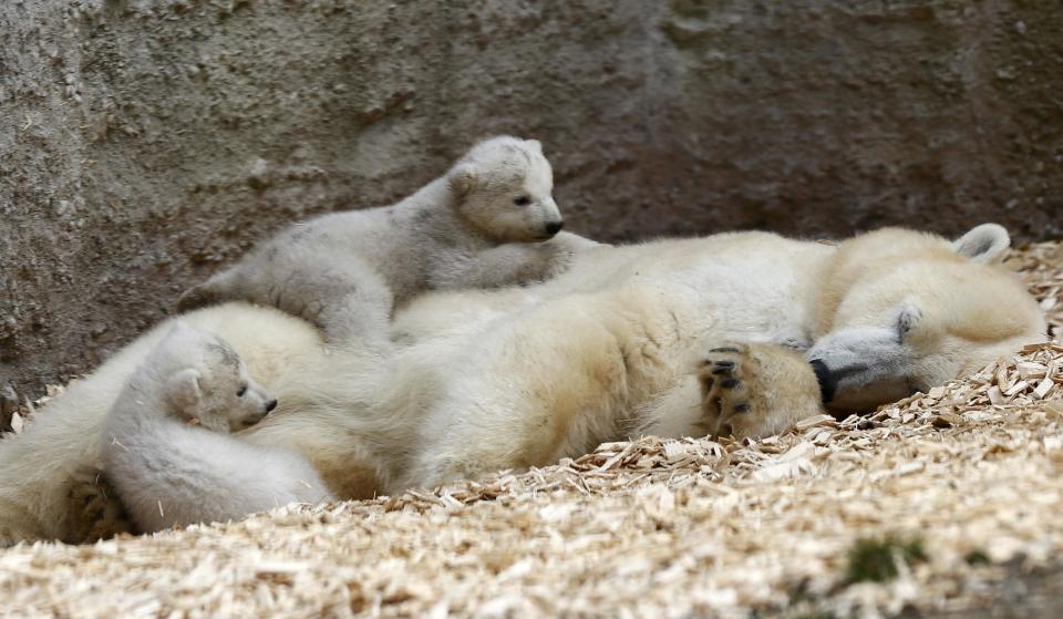 Twin polar bear lie on their mother Giovanna outside in their enclosure at Tierpark Hellabrunn in Munich