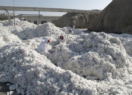 Workers look for trash in newly harvested cotton at a processing plant in Aksu, Xinjiang Uighur Autonomous Region, December 1, 2015. REUTERS/Dominique Patton