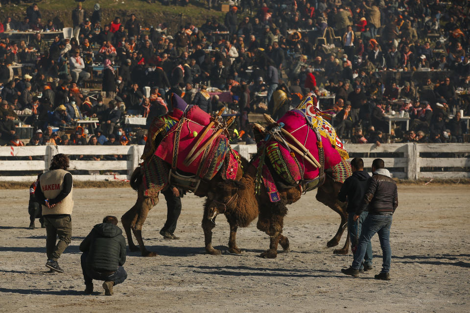 Camels wrestle during Turkey's largest camel wrestling festival in the Aegean town of Selcuk, Turkey, Sunday, Jan. 16, 2022. They were competing as part of 80 pairs or 160 camels in the Efes Selcuk Camel Wrestling Festival, the biggest and most prestigious festival, which celebrated its 40th run. (AP Photo/Emrah Gurel)