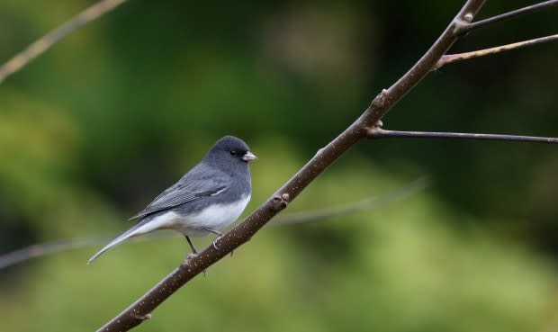 Jay McGowan/Macaulay Library/Cornell Lab of Ornithology