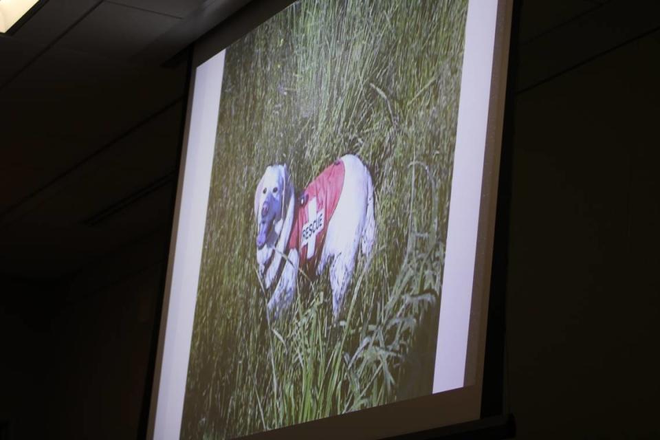 Wayne Behren’s human remains detection dog, Sierra, shown on a projector to the juries overseeing the Kristin Smart murder trial in Monterey County Superior Court on Aug. 16, 2022. Behrens and his dog, Sierra, helped with law enforcement searches for Smart in 1996.