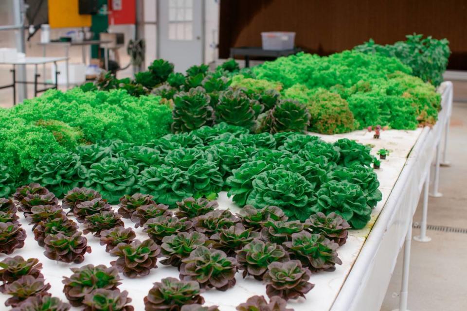 Varieties of lettuce at grown aquaponically at Blackbird Farm. The lettuce receives nitrogen from fish that swim in the water at Blackbird Farm. Varieties include: Round leaf red and green (Salanova Bibb), Oakleaf (Frilly) orange, red, spring mix, and romaine varieties. Charity Raven