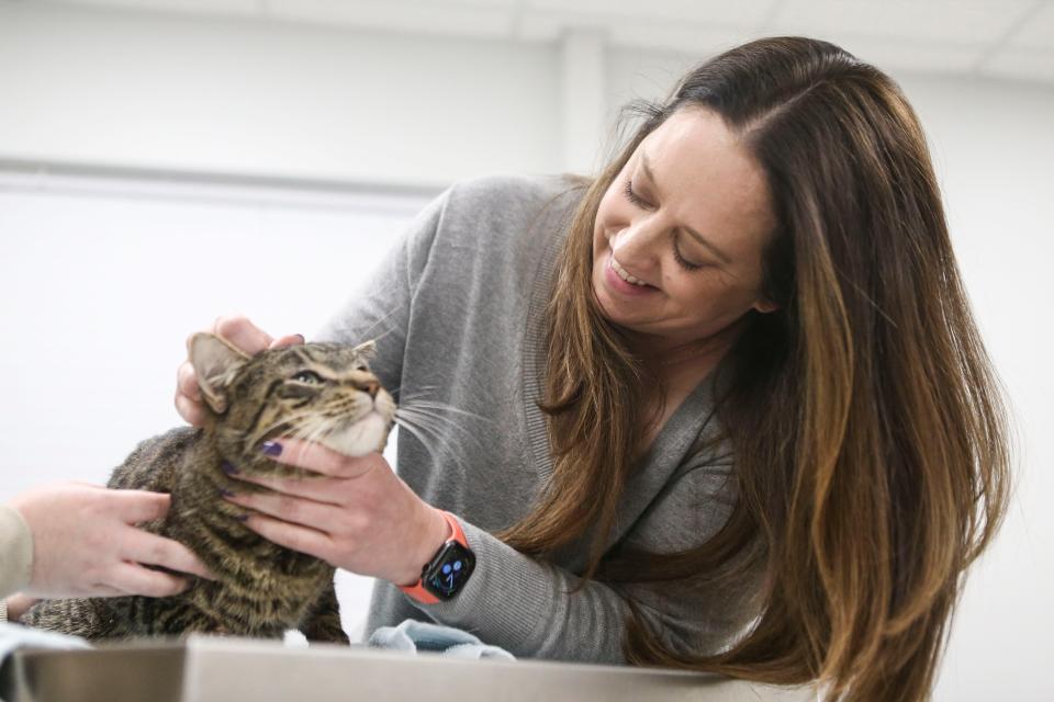 At the Animal Hospital of the Highlands on Dundee Road, Dr. Allison Webb checks on Chuck, a stray cat with an injured leg that was brought in by a client.  Jan. 11, 2023 