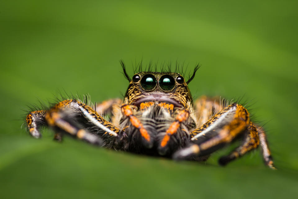 Macro of jumping spider on green leaf.