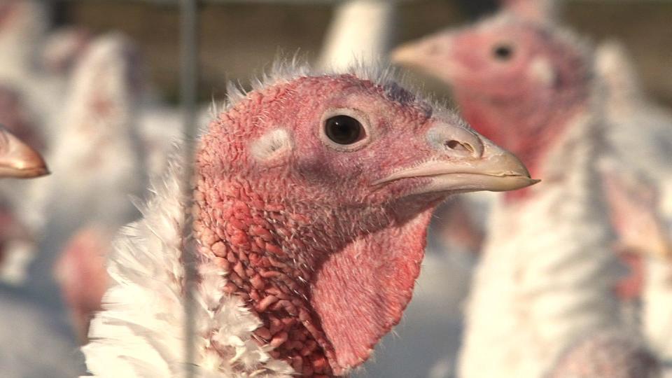 Hinck's Turkey Farm has healthy happy birds.