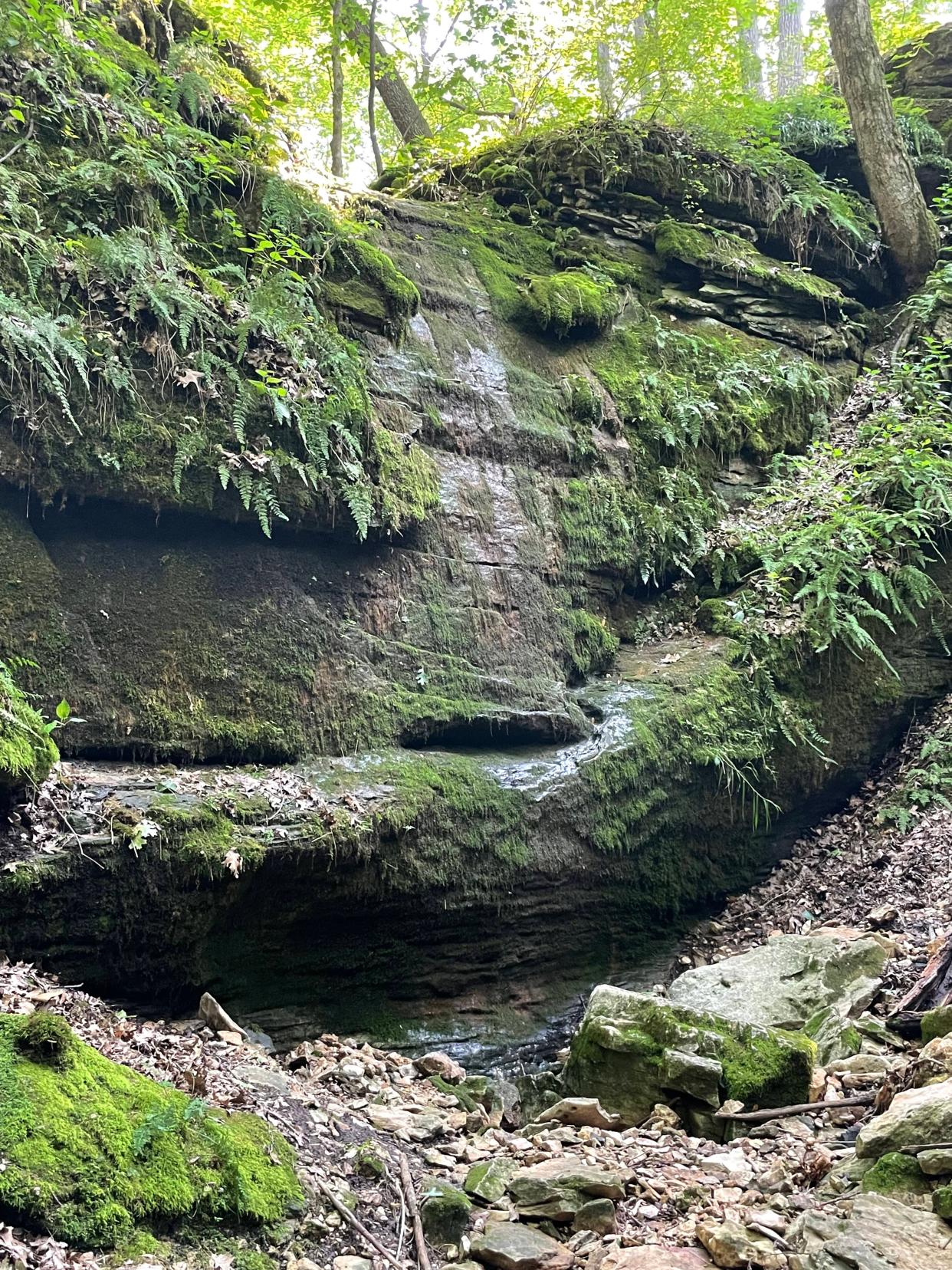 A mossy ravine holds in cooler temperatures near the Devil's Icebox at Rock Bridge Memorial State Park