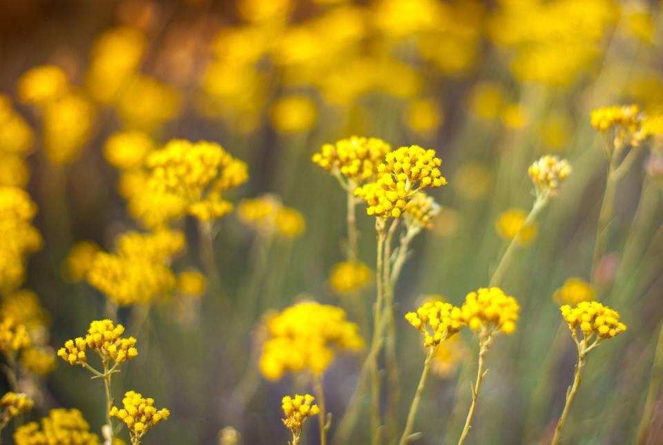 Flower, Flowering plant, Yellow, Plant, Wildflower, Spring, Tanacetum balsamita, Tansy, Forb, Mustard plant, 