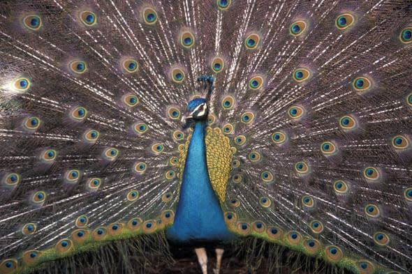 A male peacock spreads its tail feathers.