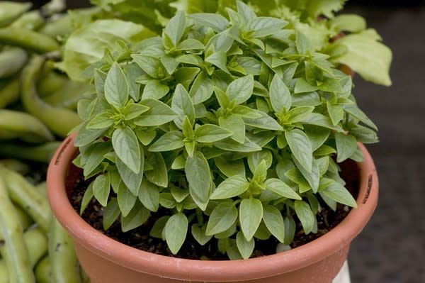 Greek basil grown by Windrose Farm at the Santa Monica farmers market.