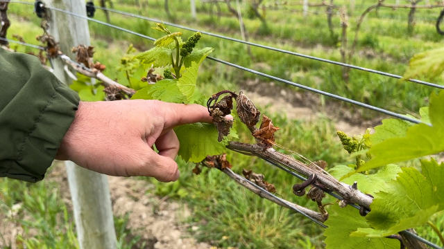 A Rare Frost Destroys New York's Wine Crop