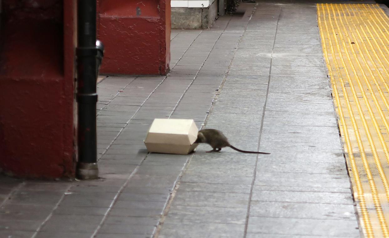 A rat climbs into a box with food in it on the platform at the Herald Square subway station in New York City on July 4 2017.