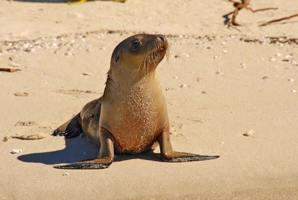 PHOTO: A sea lion pup on the beach near Green Head, Western Australia. (Getty Images)