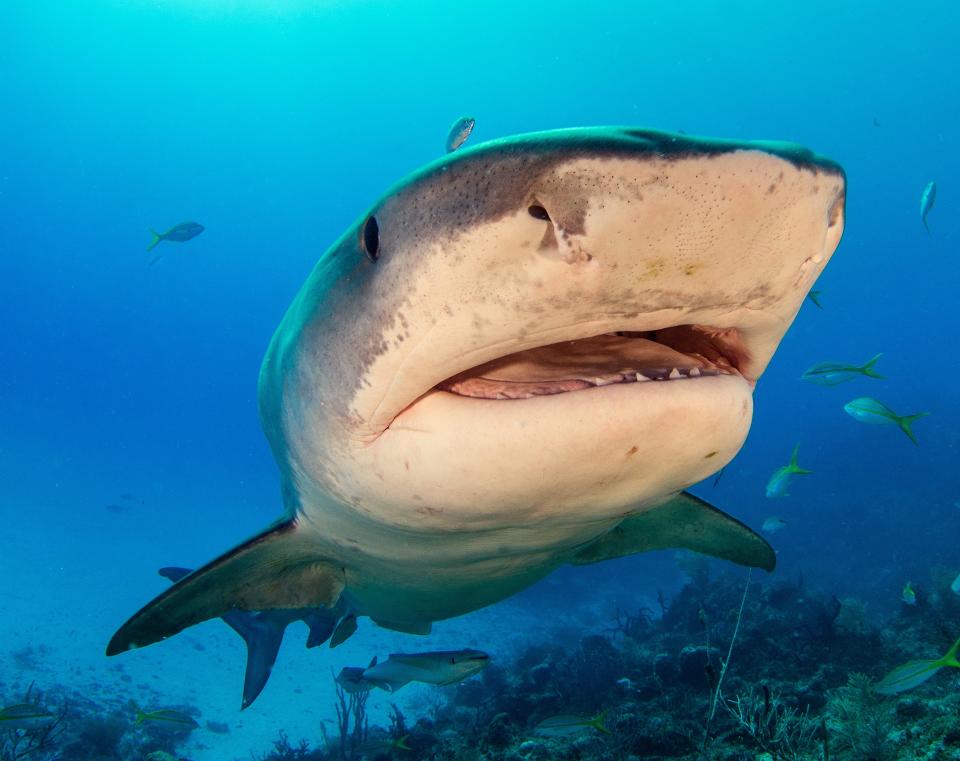 A tiger shark.