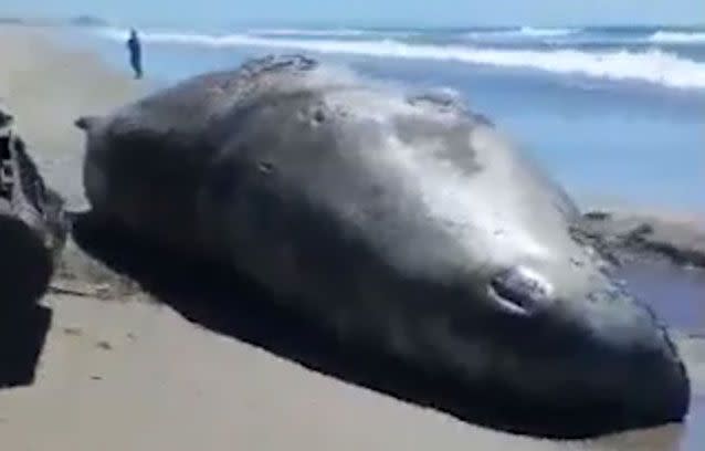 The whale's jaw was sawn off by two men with chainsaws. Source: Facebook/ Joey Tanirau