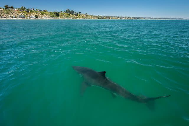 <p>Getty</p> Great white shark swims off the coast of Monterey Bay, California.