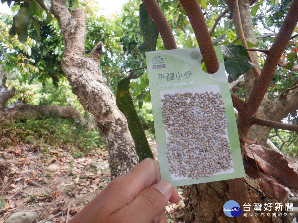 平腹小蜂卵片卡直接吊掛樹枝上即可。（林業署南投分署提供）