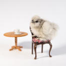 <p>A chick poses on a chair. (Photos: Alexandra C. Daley-Clark/sillychickens.com) </p>