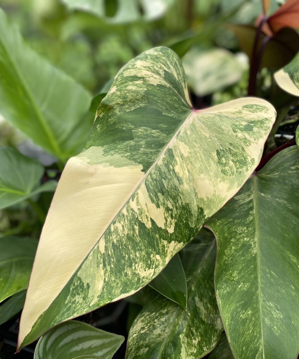 Philodendron close-up