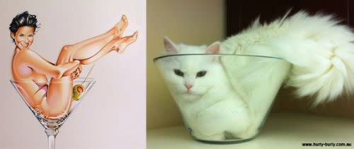 Ces chats qui prennent la pose comme des pin-up