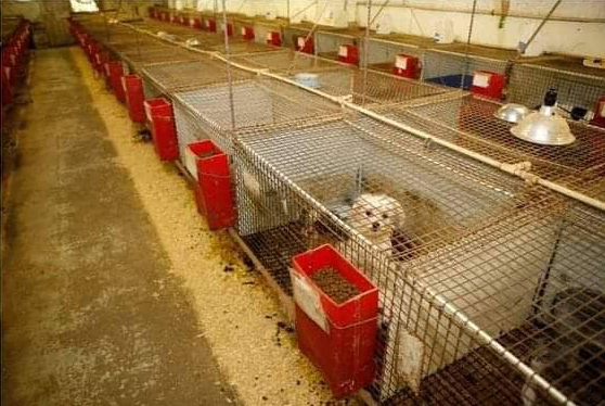 This photo of a puppy mill has gone viral. Source: Facebook/ Blake Taylor