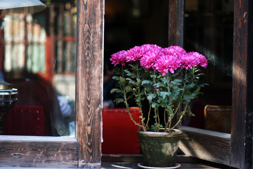 Chrysanthemum. (Photo: Getty Images)