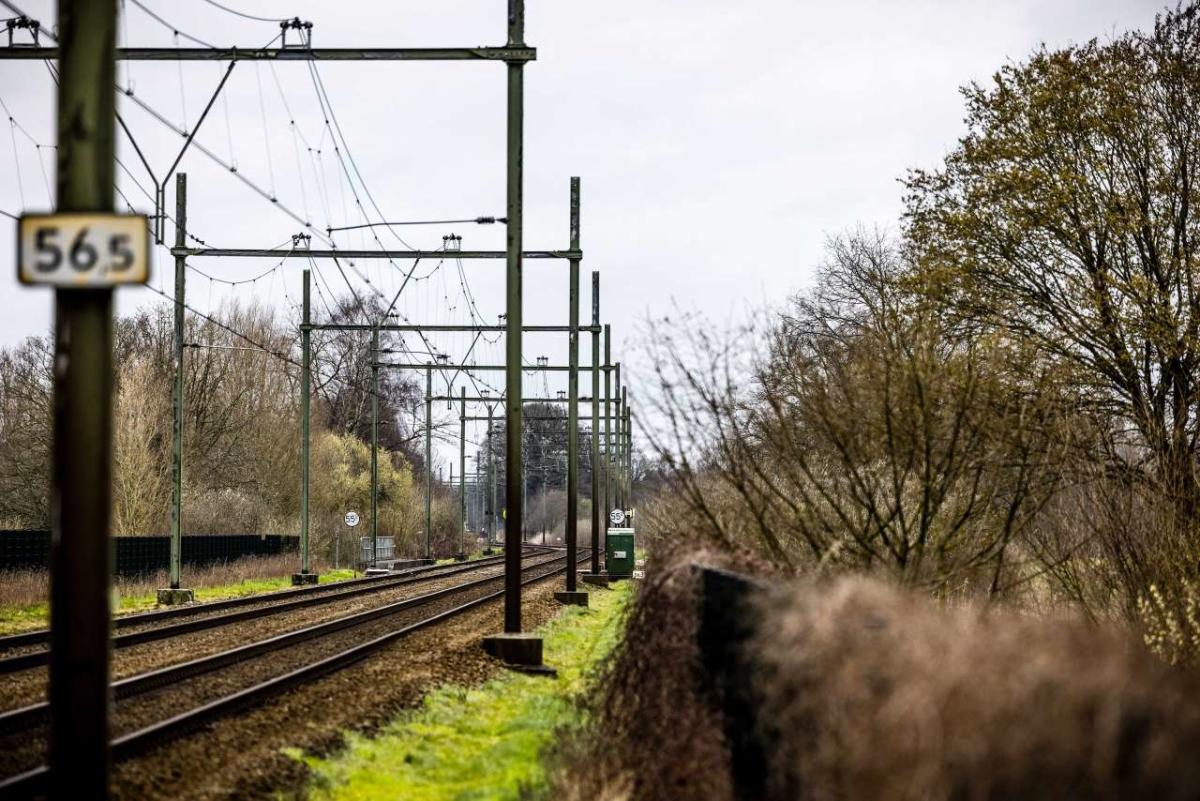 In Nederland blokkeren beschermde dassen het treinverkeer