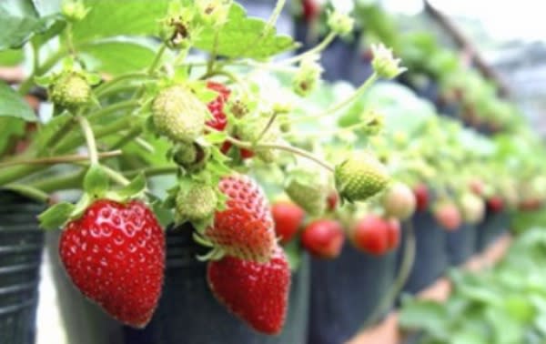 每年12月至次年4月為採草莓的最佳季節。