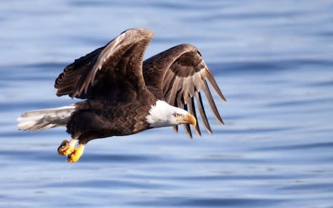 Bald eagle in flight - Credit: iStock