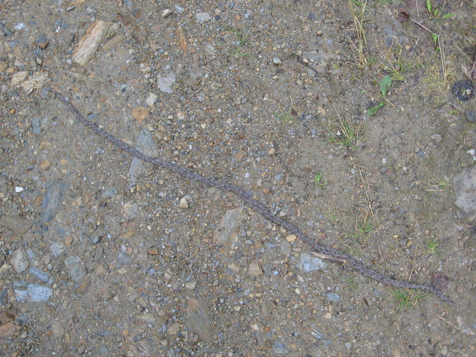 Aerial view of thousands of gnat larvae that move together like a snake across the ground.