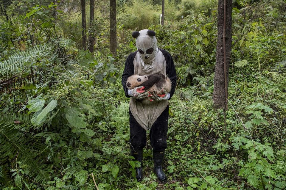 Verrückte Pandas