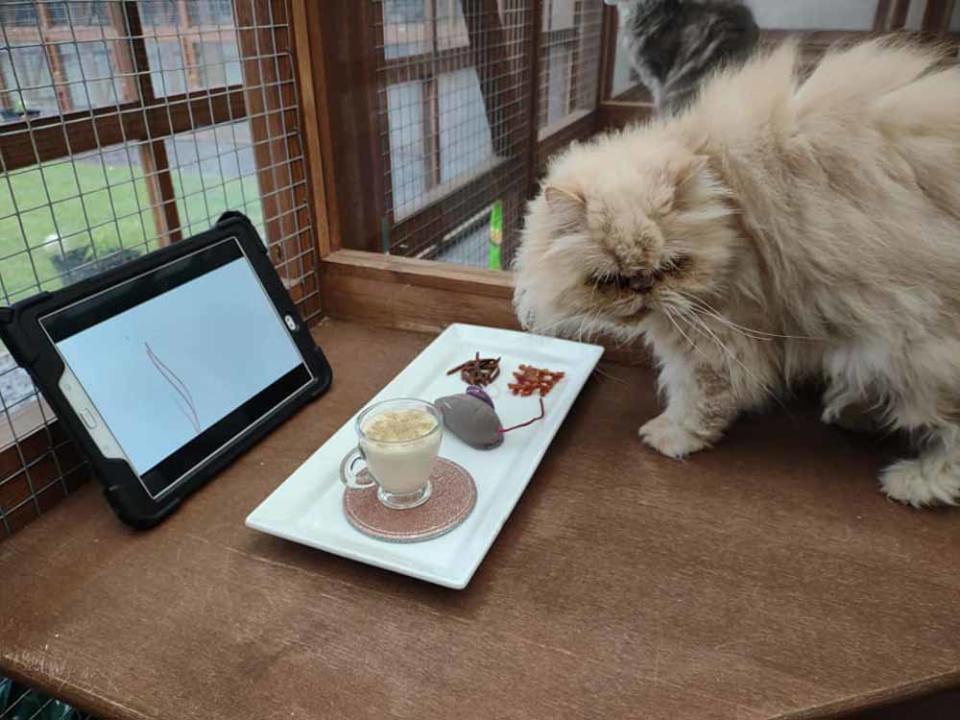 Cats can enjoy a catachino and iPad time for interactive entertainment. (Collect/PA Real Life)