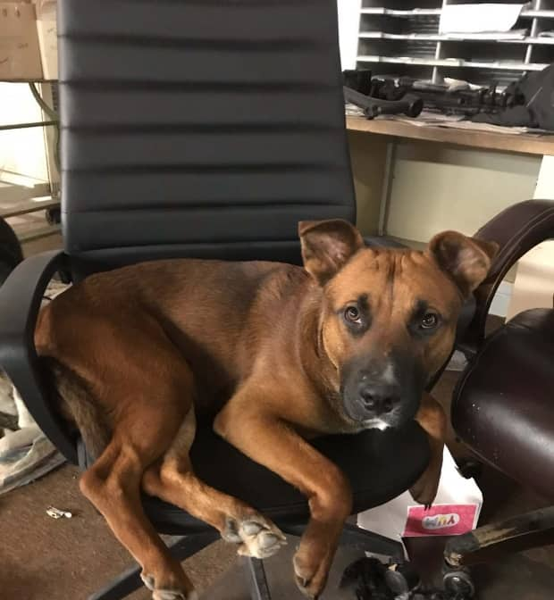 Andy Labdon's dog Bronson steals his work chair at Wadena News. 